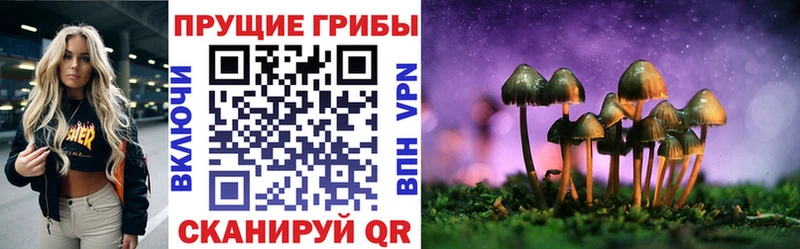 Купить  Безенчук  Галлюциногенные грибы Psilocybine cubensis 